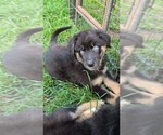 Image preview for Ad Listing. Nickname: Ravens pups