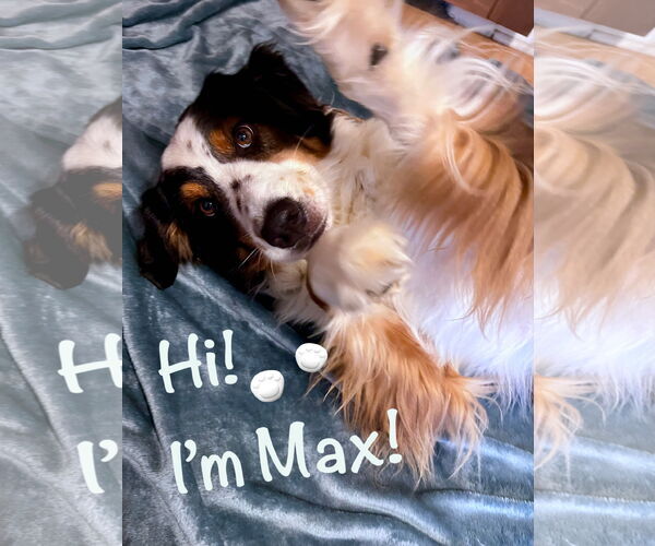 Medium Photo #1 Australian Shepherd Puppy For Sale in Cuyahoga Falls , OH, USA