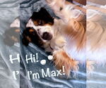 Small Australian Shepherd