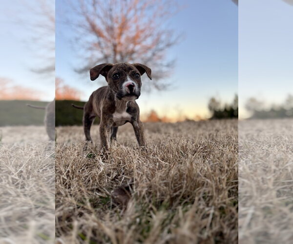 Medium Photo #8 American Staffordshire Terrier-Unknown Mix Puppy For Sale in Holly Springs, NC, USA