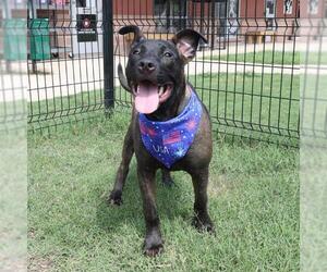 American Staffordshire Terrier-Unknown Mix Dogs for adoption in San Antonio, TX, USA