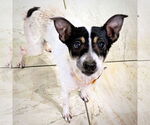 Small #1 Rat Terrier