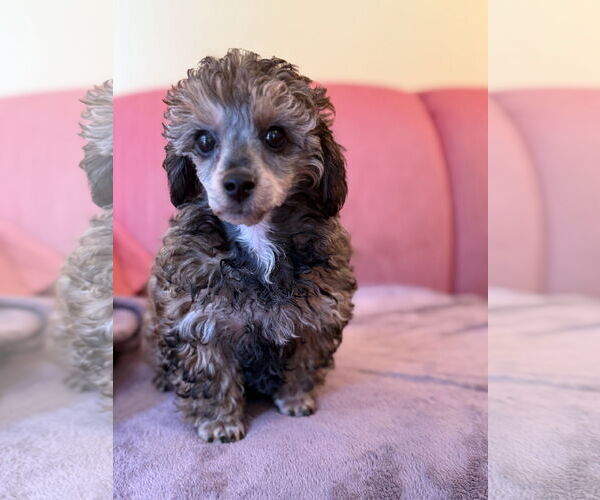 Medium Photo #2 Poodle (Miniature)-Unknown Mix Puppy For Sale in Pacolet, SC, USA