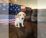 Small #11 Labrador Retriever