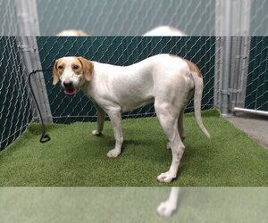 Pharaoh Hound-Unknown Mix Dogs for adoption in Downey, CA, USA