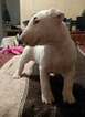 Small Photo #1 Bull Terrier Puppy For Sale in DOWLING PARK, FL, USA
