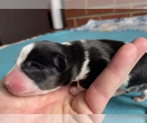 Medium Border Collie-Papillon Mix