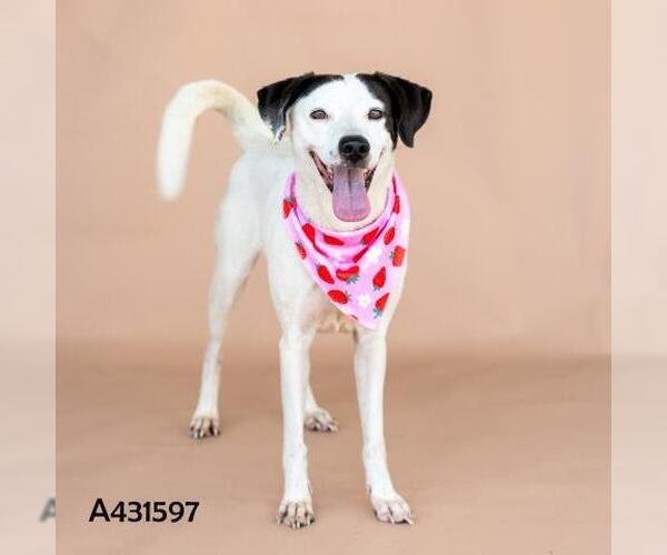 Medium Photo #1 Labrador Retriever-Unknown Mix Puppy For Sale in Conroe, TX, USA