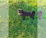 Small #2 Pug Mix