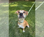 Small #3 Feist Terrier Mix