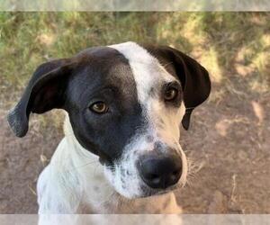 Labrador Retriever-Unknown Mix Dogs for adoption in Tulsa, OK, USA