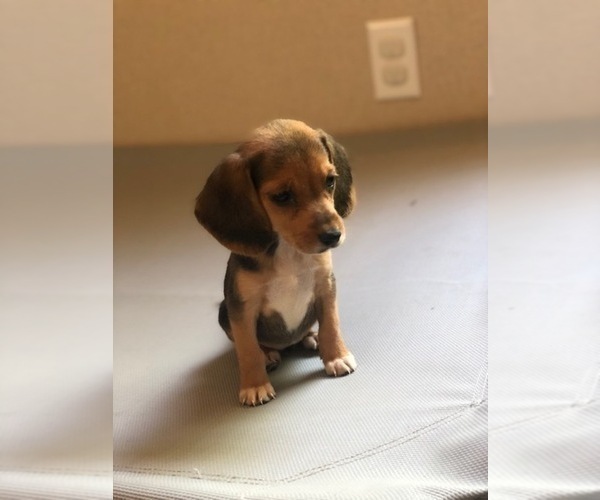 Medium Photo #6 Beagle Puppy For Sale in SPENCER, TN, USA