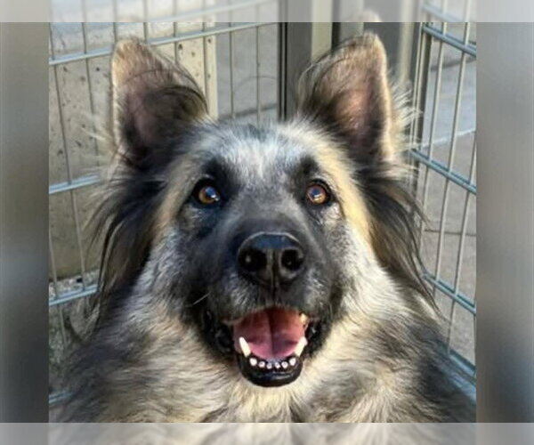 Medium Photo #2 German Shepherd Dog-Unknown Mix Puppy For Sale in Martinez, CA, USA