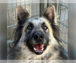 Small #1 German Shepherd Dog Mix