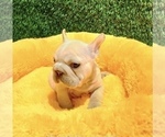 Small #10 French Bulldog