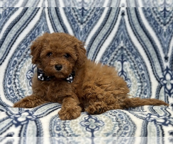 Medium Photo #10 Cavapoo Puppy For Sale in LAKELAND, FL, USA