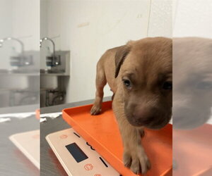 Mutt Dogs for adoption in Bakersfield, CA, USA