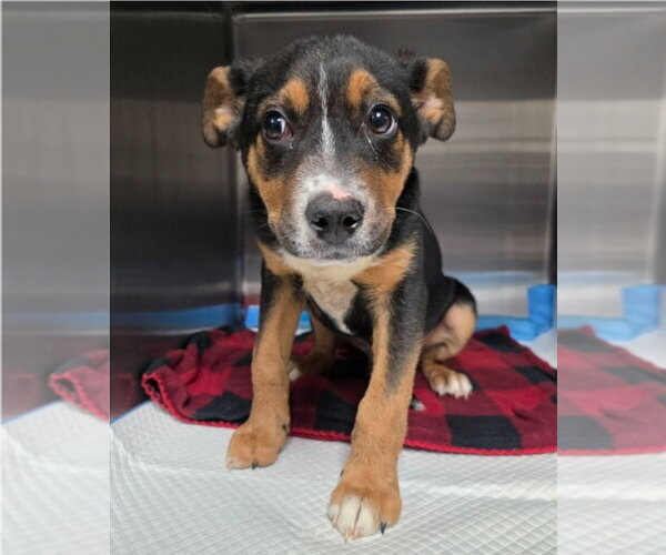 Medium Photo #2 German Shepherd Dog-Unknown Mix Puppy For Sale in Lakewood, CO, USA