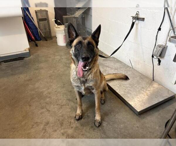 Medium Photo #1 German Shepherd Dog Puppy For Sale in Corona, CA, USA