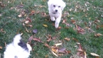 Small Photo #13 Zuchon Puppy For Sale in BROOKEVILLE, MD, USA