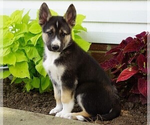 German Shepherd Dog-Siberian Husky Mix Puppy for sale in FREDERICKSBG, OH, USA
