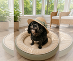 Small #8 Shih-Poo