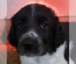 Puppy 9 German Shorthaired Pointer-Great Pyrenees Mix