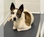 Small #1 Carolina Dog Mix