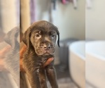 Puppy Black Cane Corso