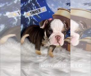 English Bulldogge Puppy for sale in TEXAS CITY, TX, USA