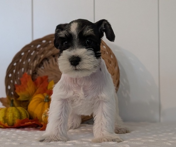 Medium Photo #13 Schnauzer (Miniature) Puppy For Sale in GOSHEN, IN, USA