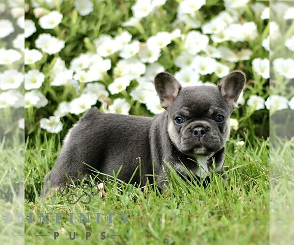 Medium Photo #2 French Bulldog Puppy For Sale in RONKS, PA, USA