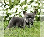 Small #1 French Bulldog