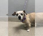 Small Chihuahua Mix