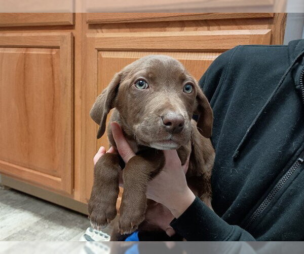 Medium Photo #1 Golden Retriever-Unknown Mix Puppy For Sale in Ames, IA, USA