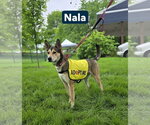 Small #22 Gerberian Shepsky