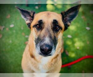 LUCY - Female German Shepherd Dog Dog for Adoption - Photo #2