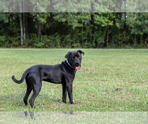 Plato - Male Mutt Dog for Adoption - Photo #10