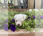 Small #7 Maltese