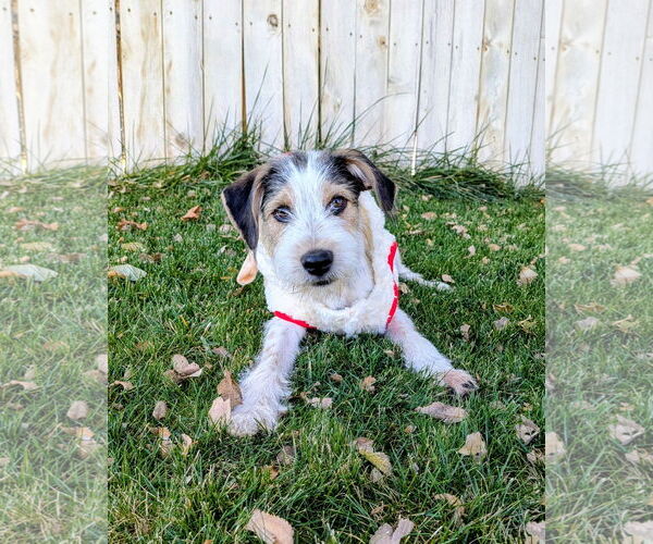 Medium Photo #14 Mutt Puppy For Sale in Sandy, UT, USA