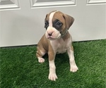 Puppy Baby Blue Boxer