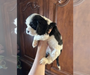 Cavalier King Charles Spaniel Puppy for sale in CENTURIA, WI, USA