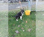 Small #3 Siberian Husky