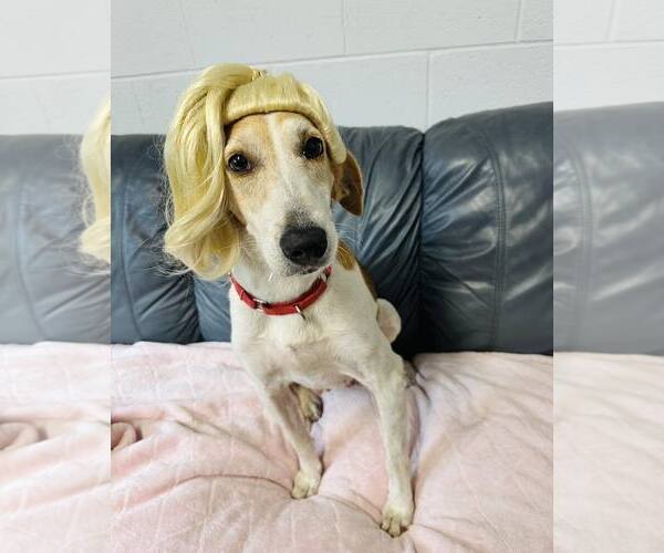 Medium Photo #10 Mutt Puppy For Sale in North Myrtle Beach, SC, USA