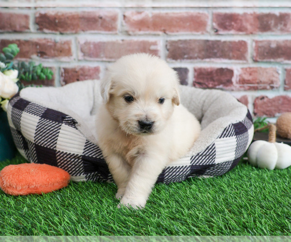 Medium Photo #2 English Cream Golden Retriever Puppy For Sale in SYRACUSE, IN, USA