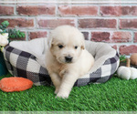 Small #1 English Cream Golden Retriever