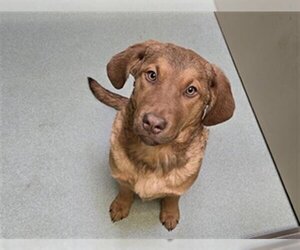 Chesapeake Bay Retriever Dogs for adoption in Placerville, CA, USA