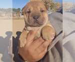 Puppy Love Chinese Shar-Pei