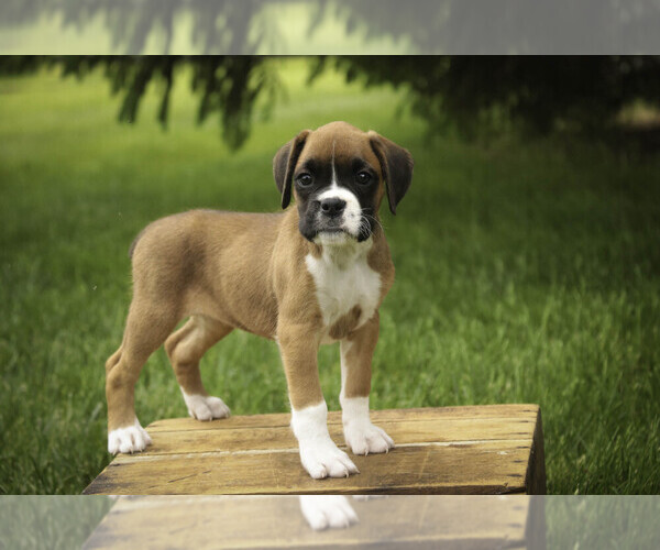 Medium Photo #6 Boxer Puppy For Sale in SHIPSHEWANA, IN, USA