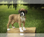Small #5 Boxer
